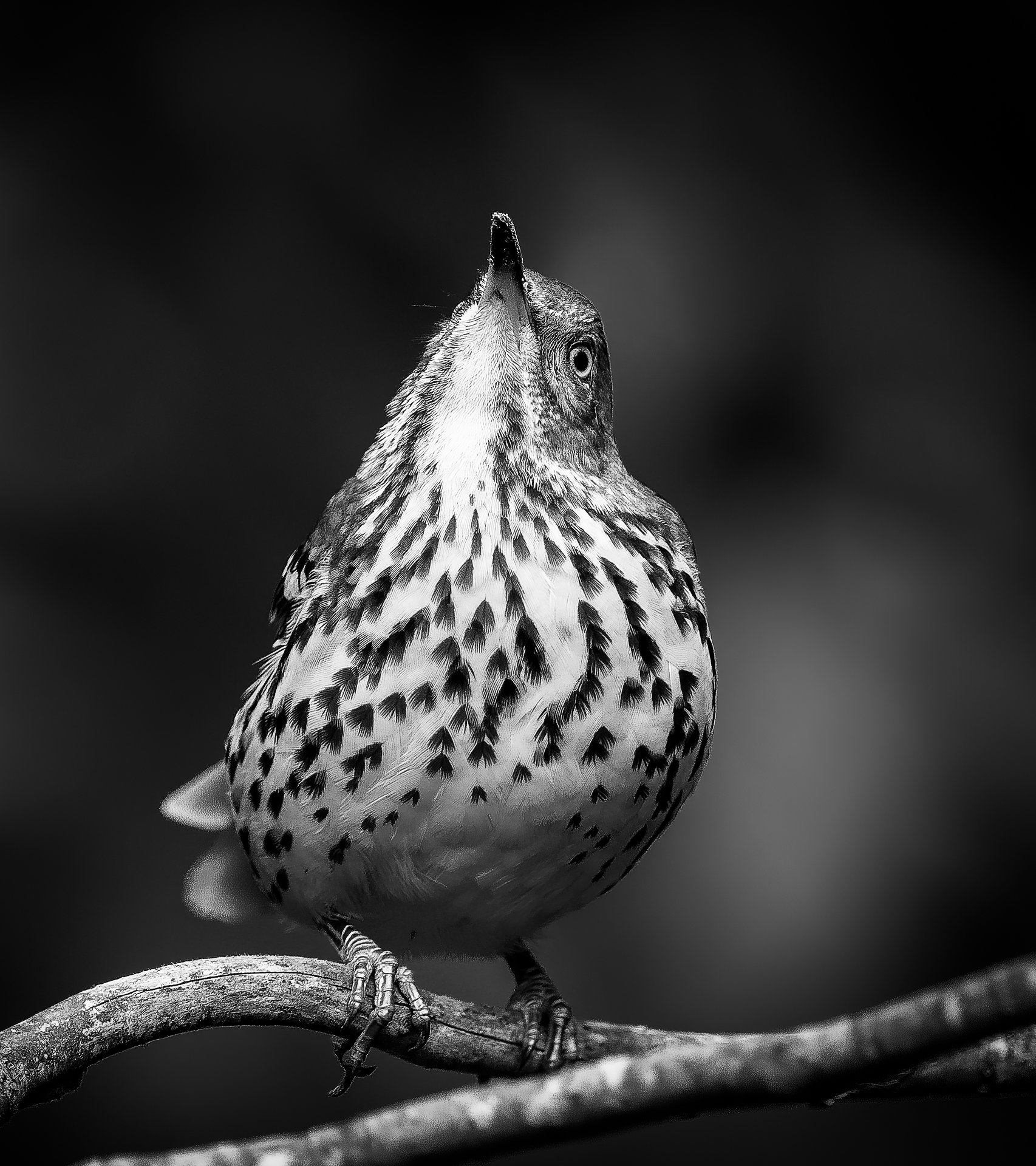 3rd PrizeOpen Mono In Class 3 By Edward Crawford For Brown Thrasher SEP-2024.jpg